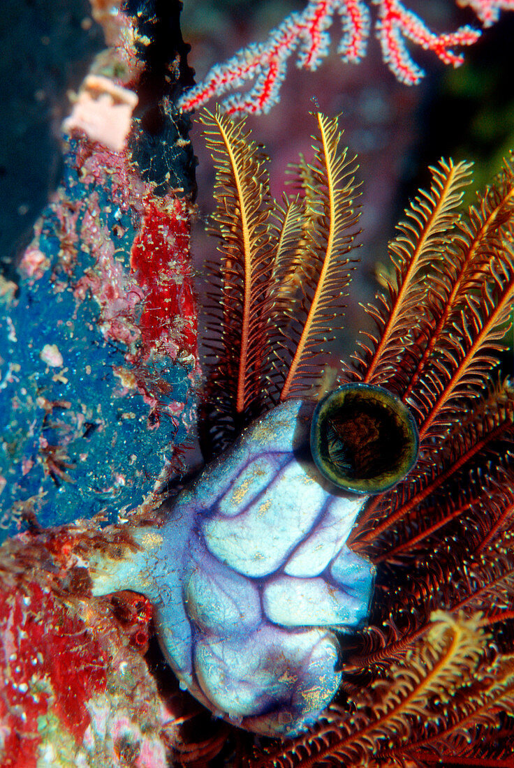 Ink-spot sea squirt and a crinoid