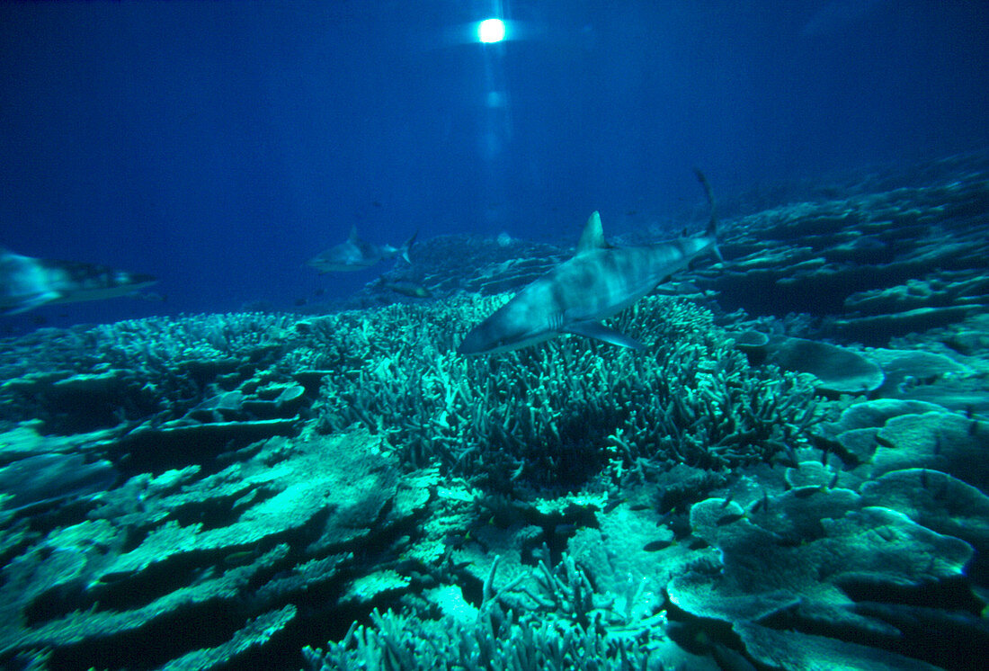 Reef sharks in the Central Pacific