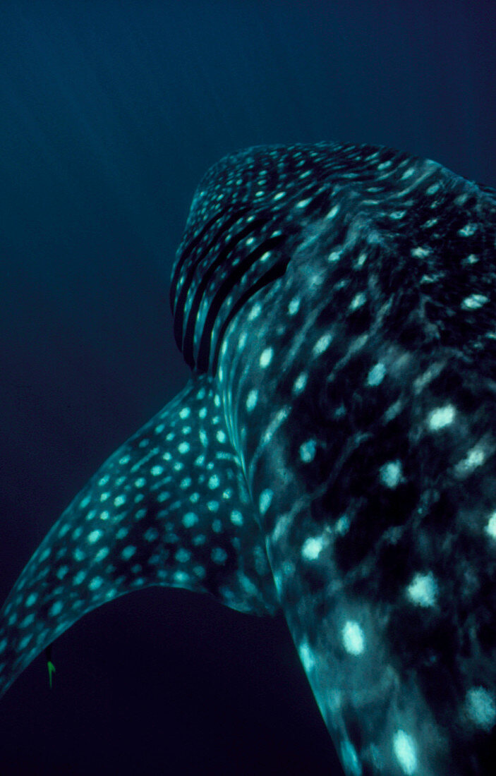 Whale shark swimming,showing gills and fin
