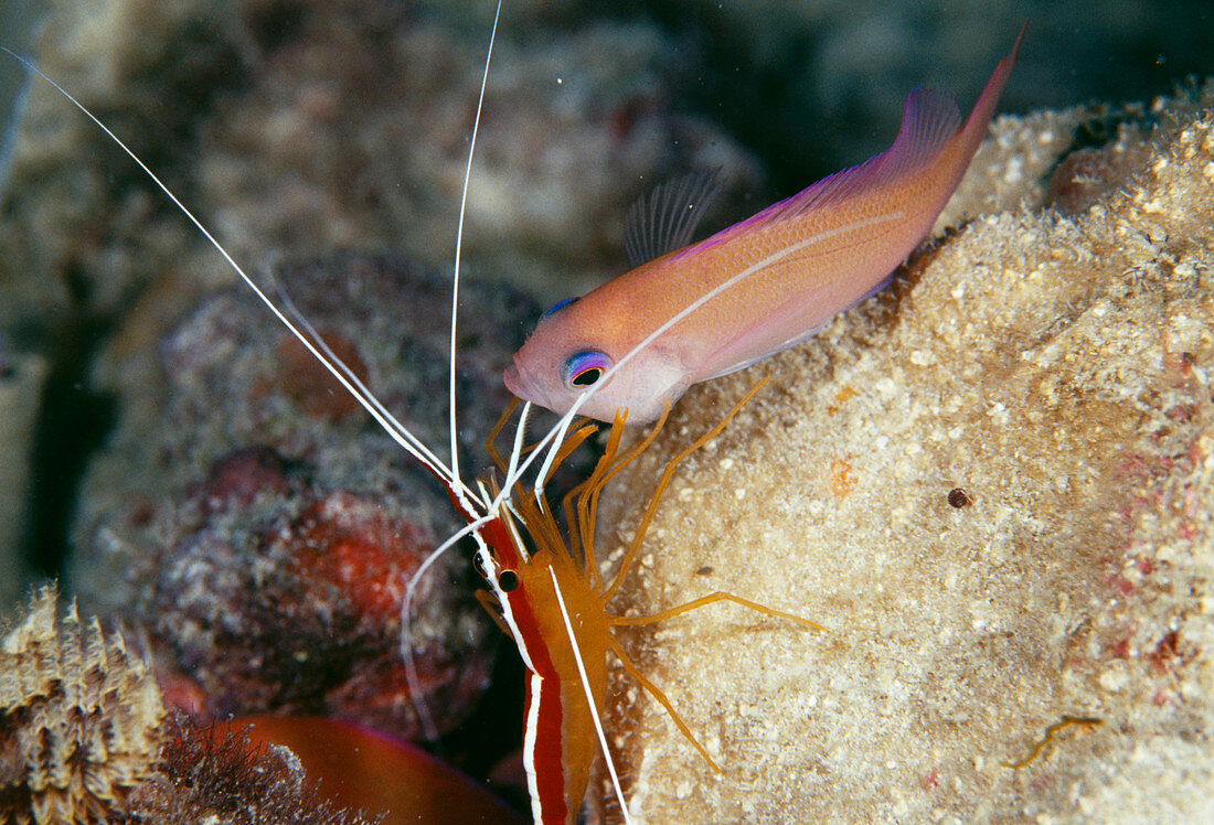 Anthias fish and cleaner shrimp