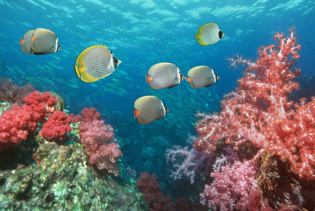 Butterflyfish over corals