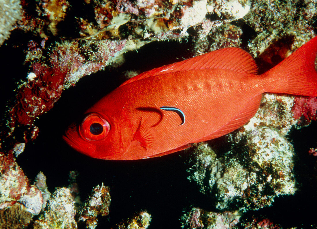 Moontail bullseye fish
