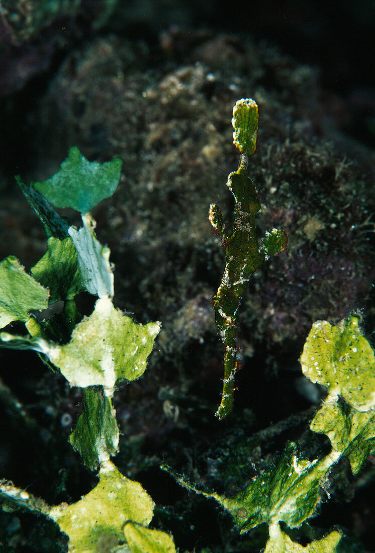Robust ghost pipefish