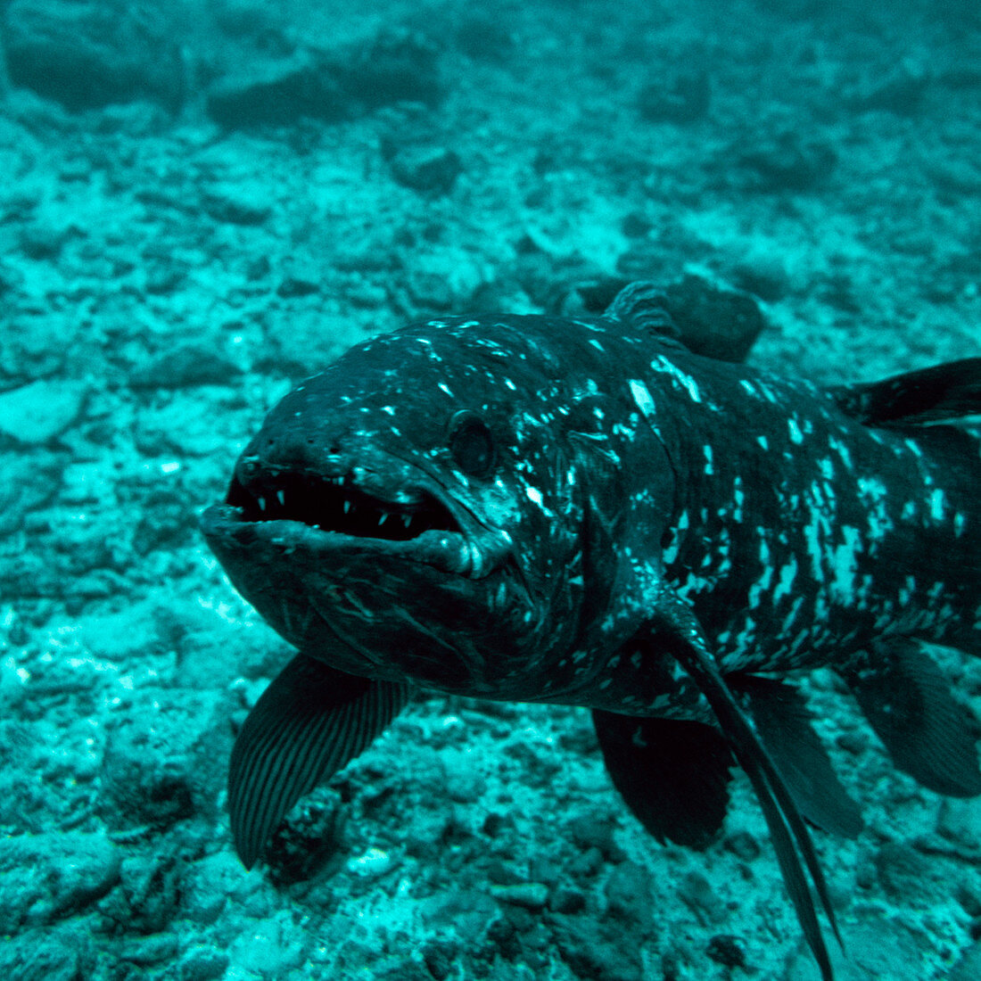 Coelacanth fish
