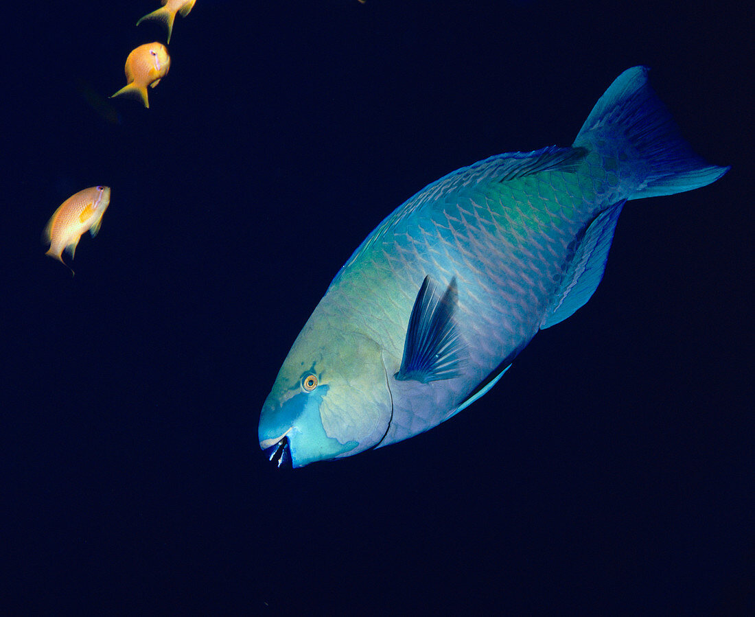 Daisy parrotfish