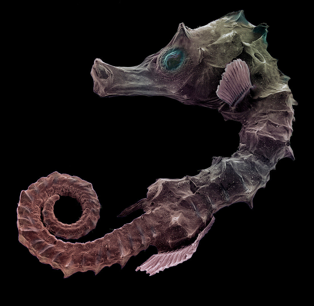 Newborn seahorse,SEM