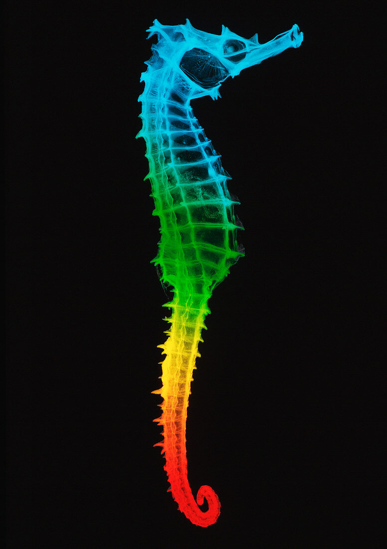 Seahorse,X-ray