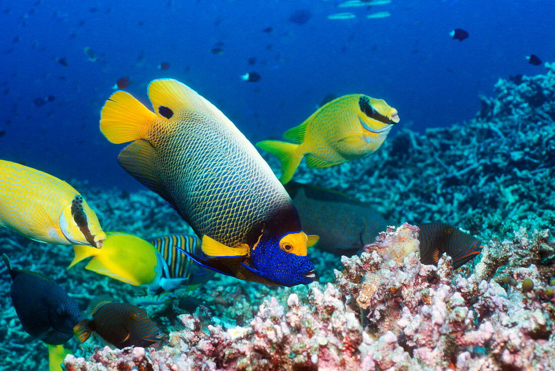 Blue-faced angelfish