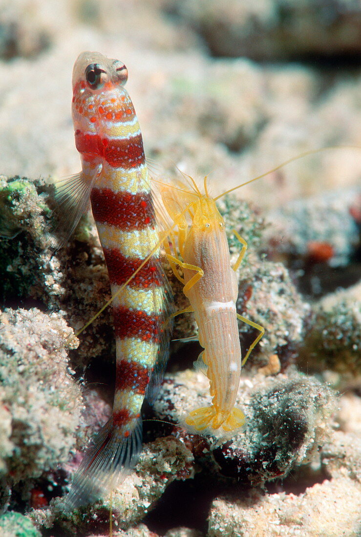 Shrimp goby with its partner shrimp