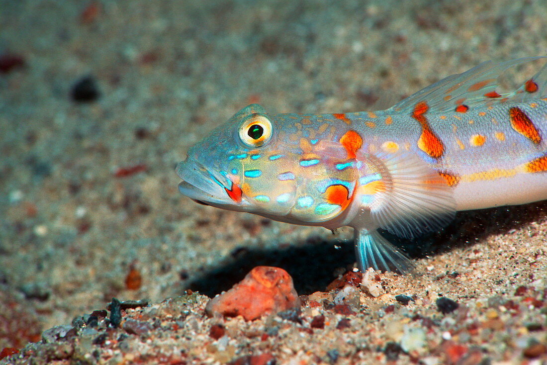 Maiden goby