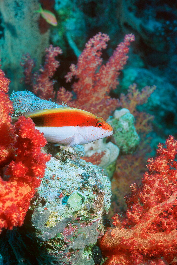 Young Forster's hawkfish