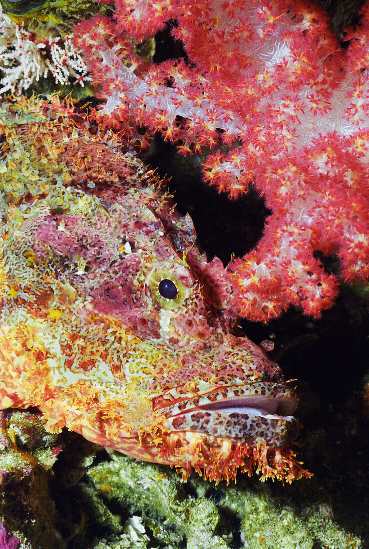 Bearded scorpionfish