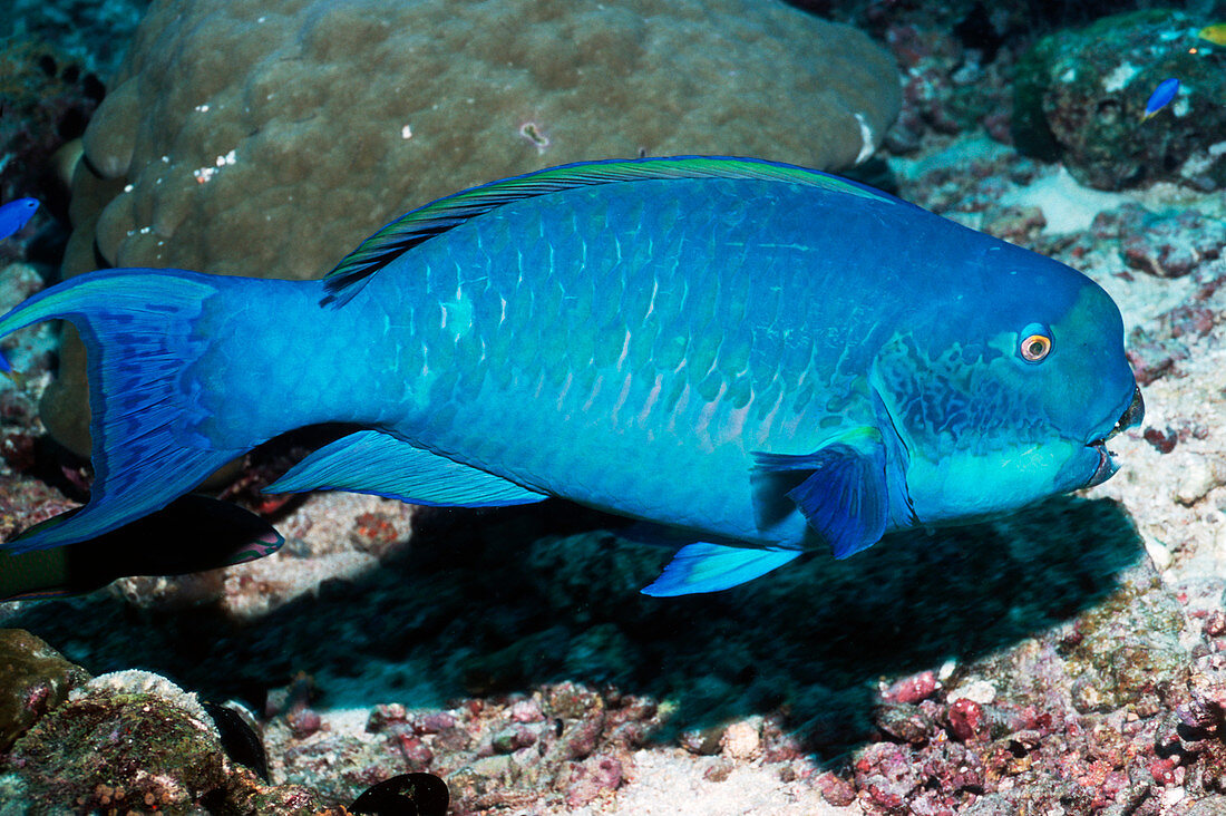 Turquoise-capped parrotfish