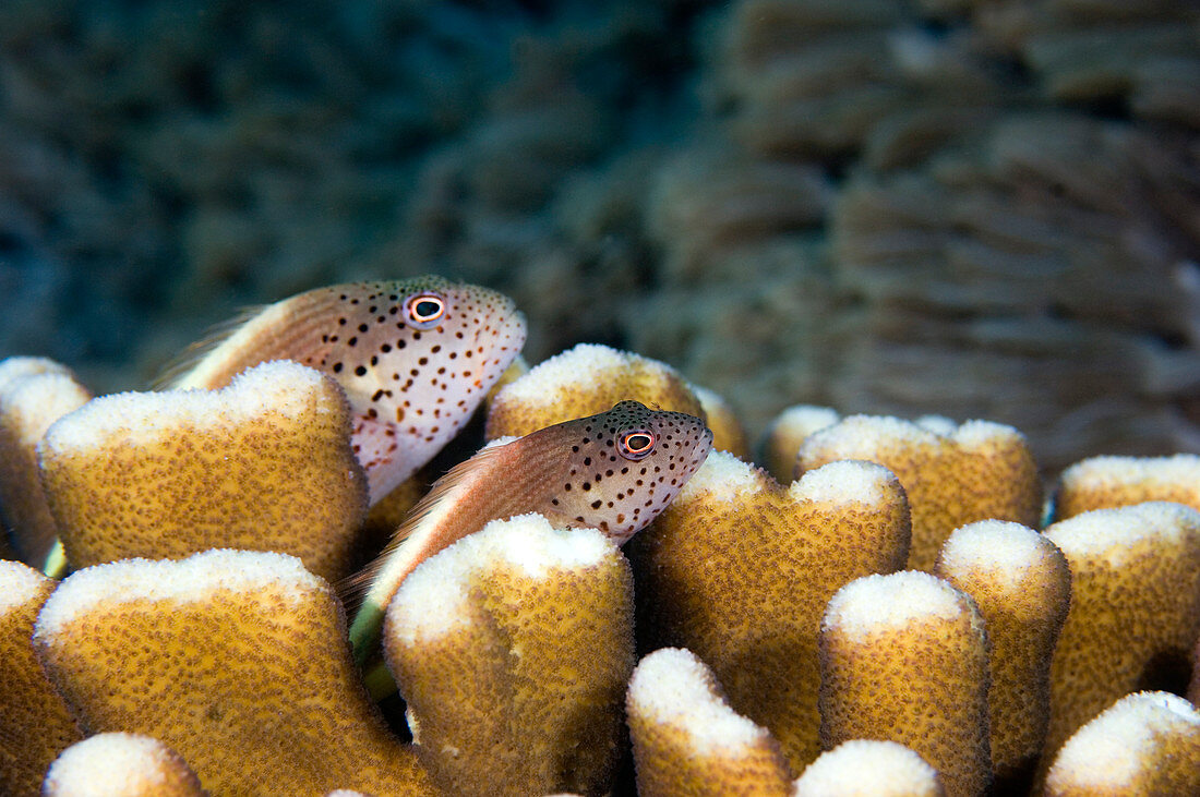 Pair of Forster's hawkfish