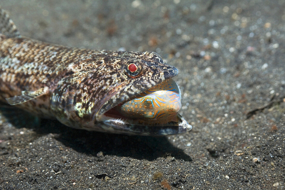 Lizardfish with prey