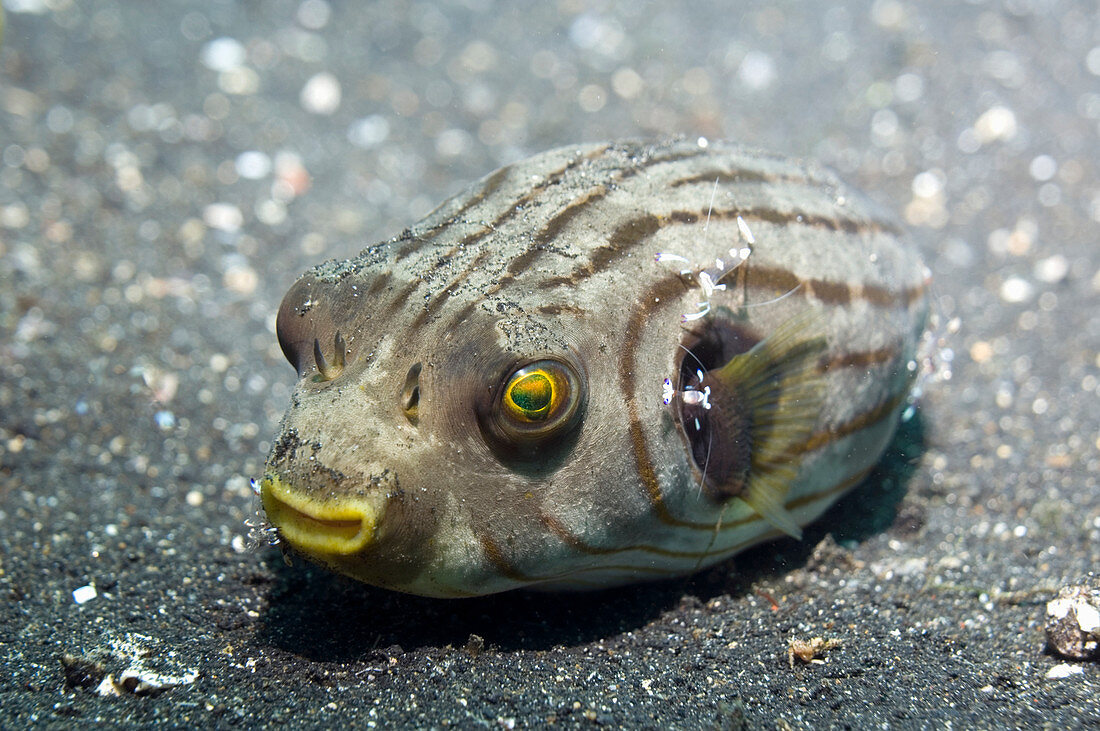 Manila pufferfish