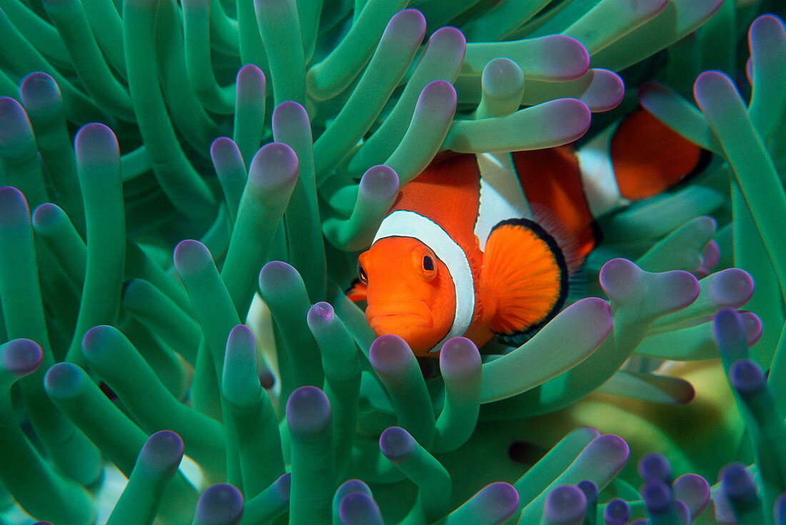 Western clown anemonefish