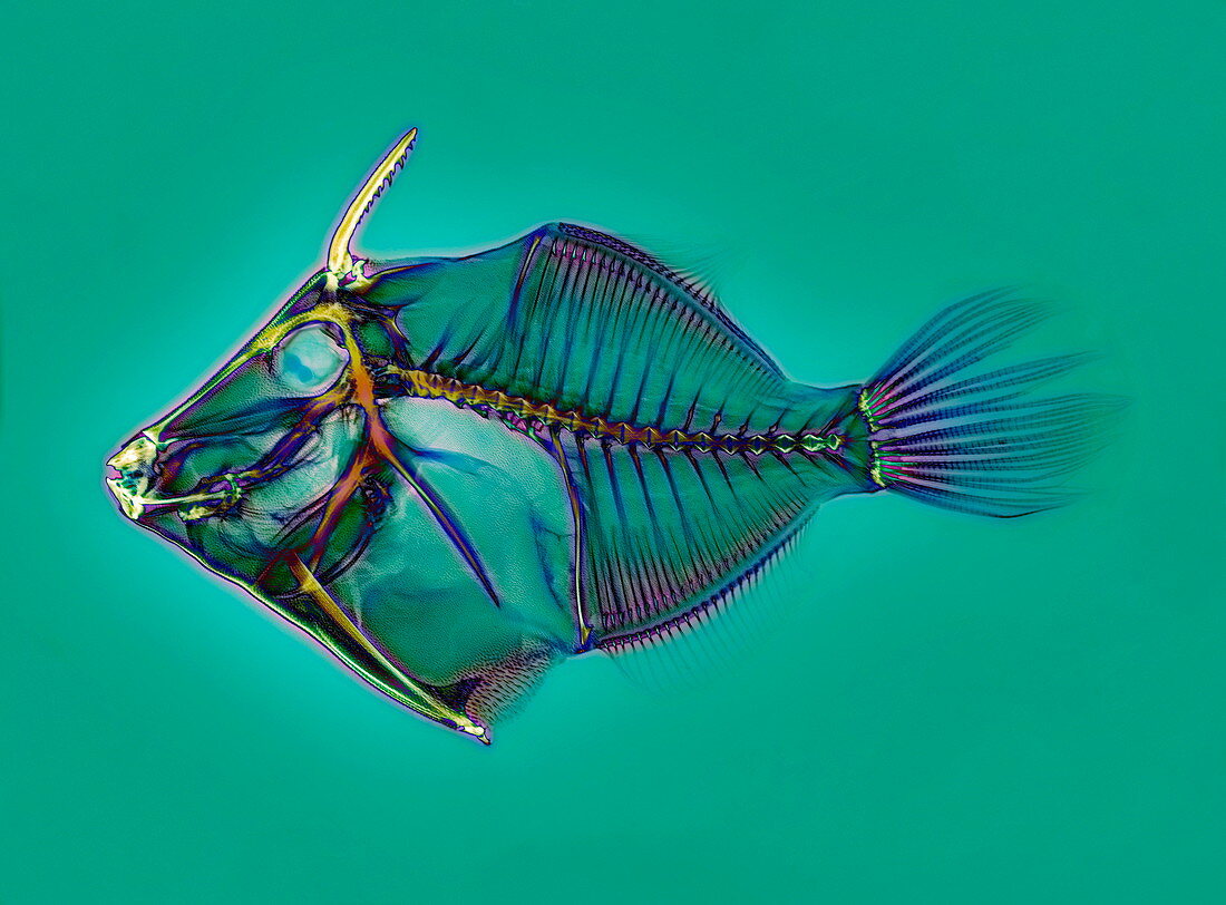 Triggerfish skeleton,X-ray
