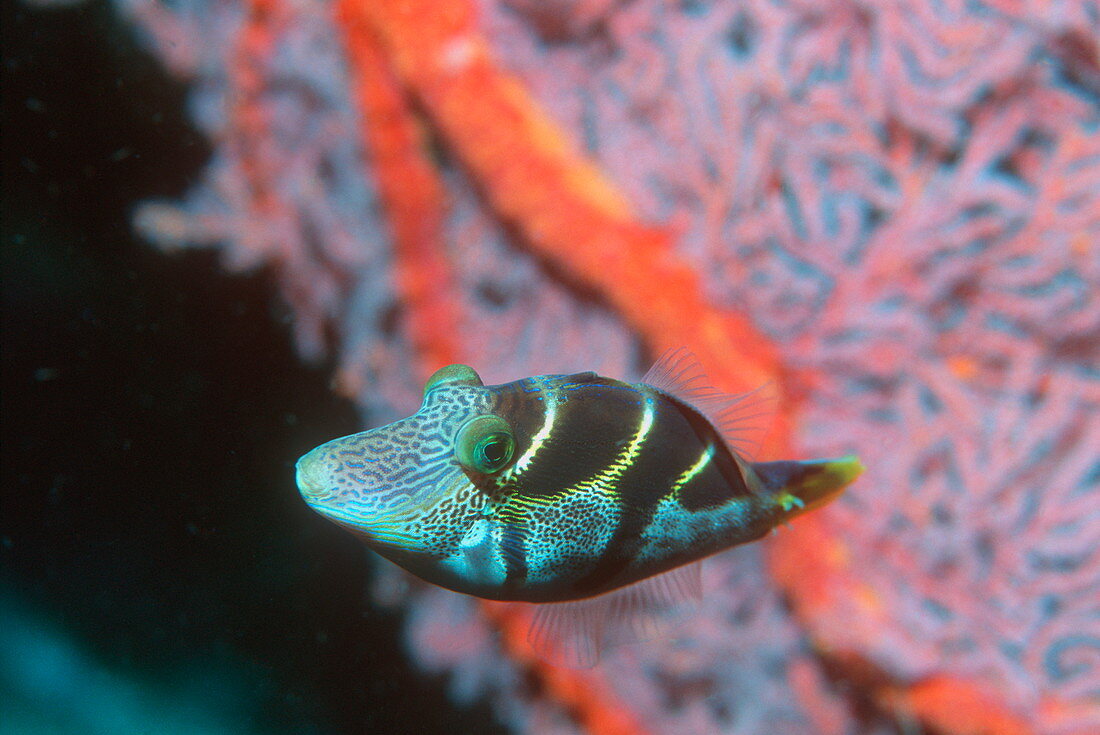 Mimic filefish
