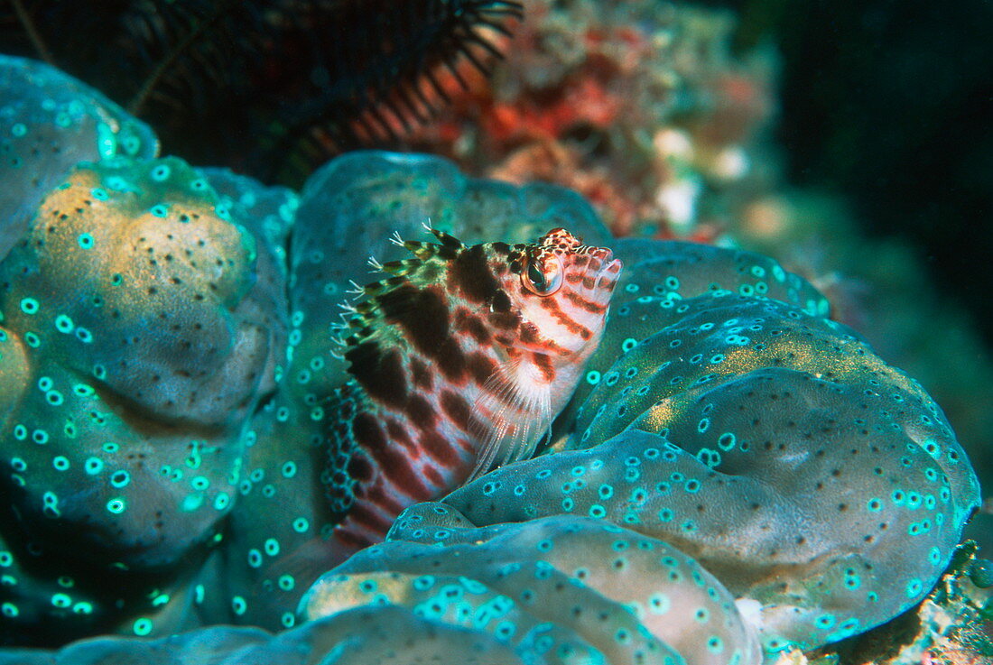 Two-spotted hawkfish