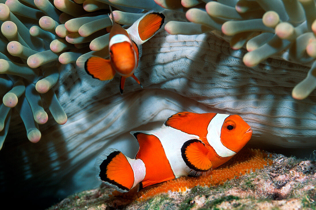 Ocellaris anemonefish laying eggs