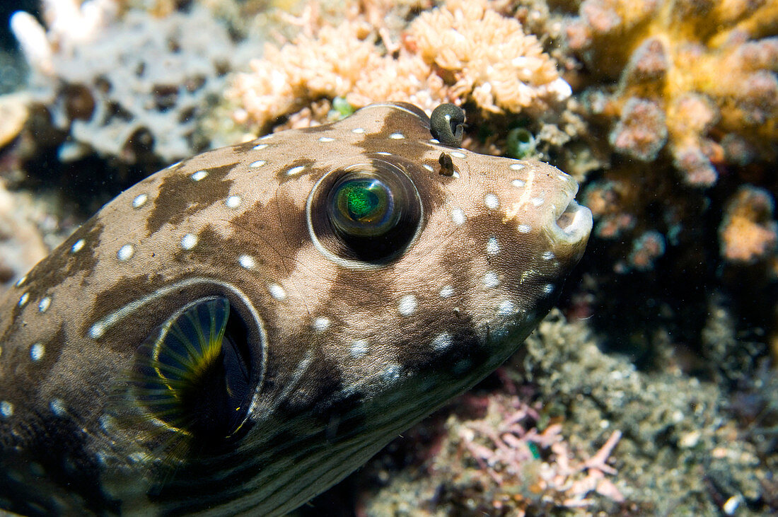 Juvenile white-spotted pufferfish