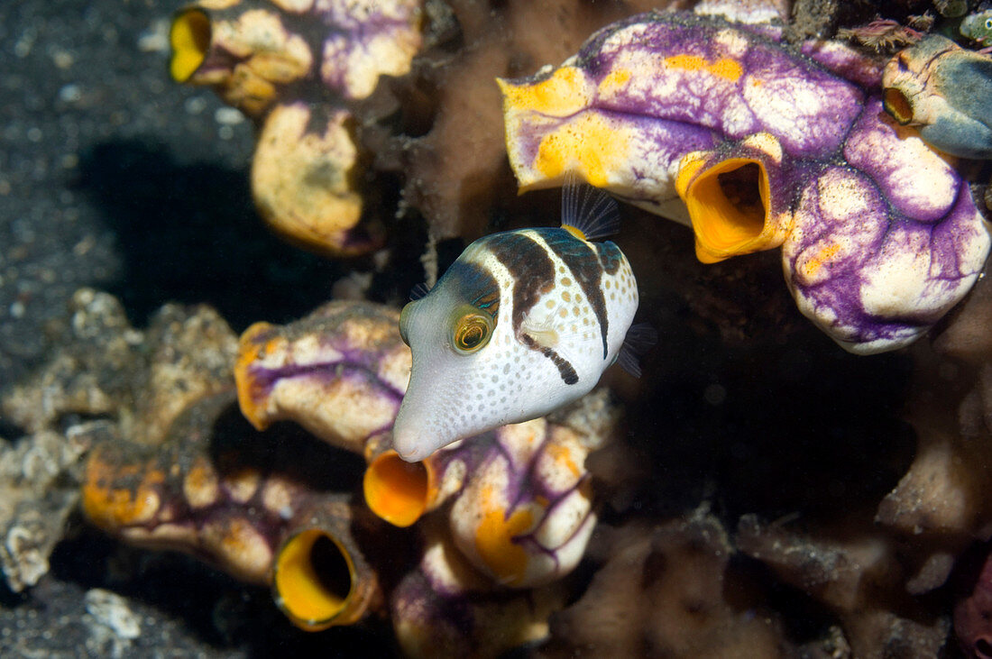 Black-saddled pufferfish