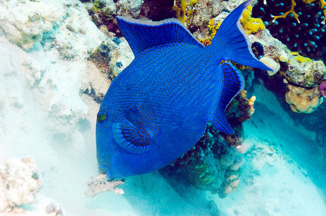 Blue triggerfish