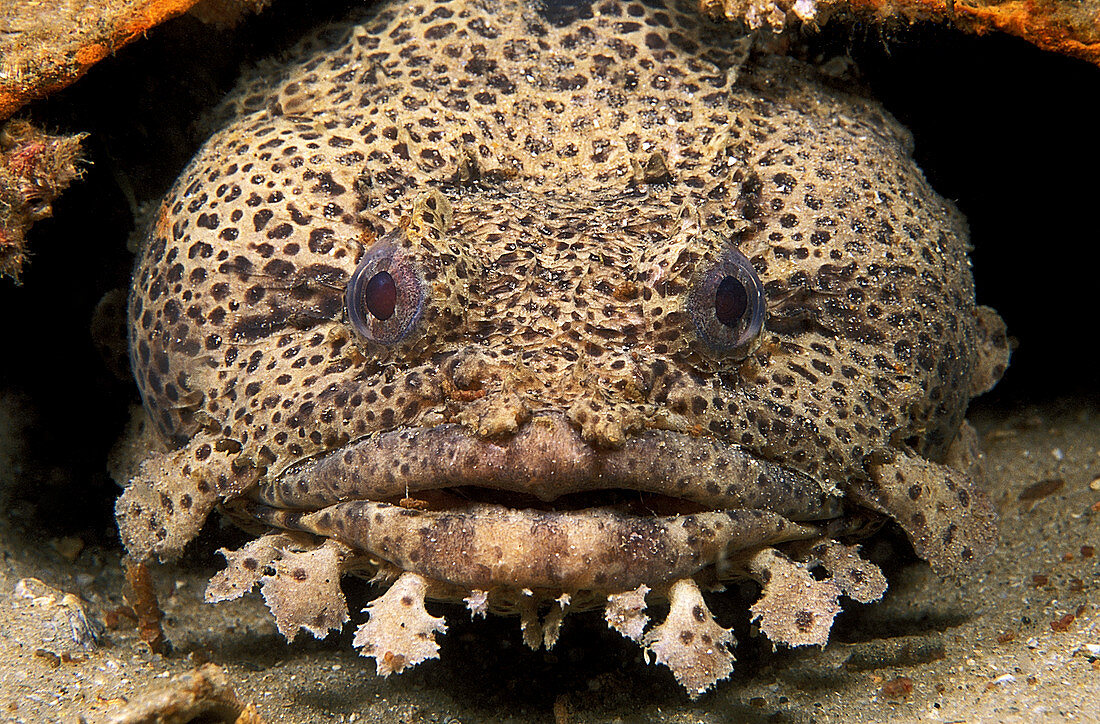 Leopard toadfish
