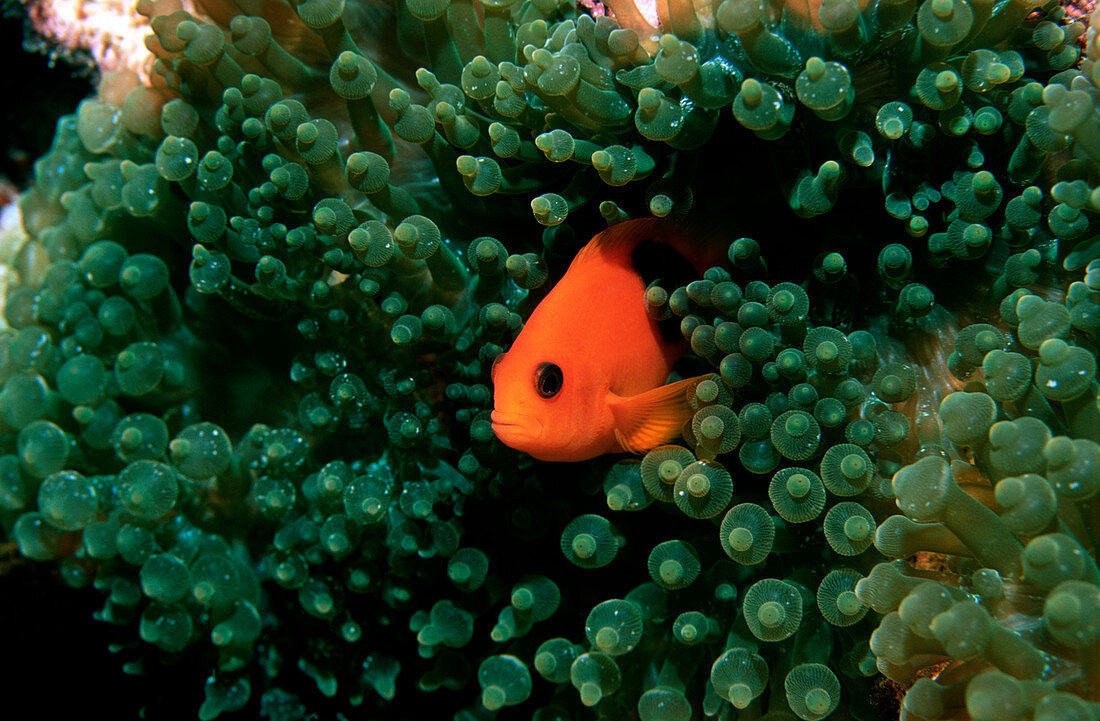 Red saddleback anemonefish