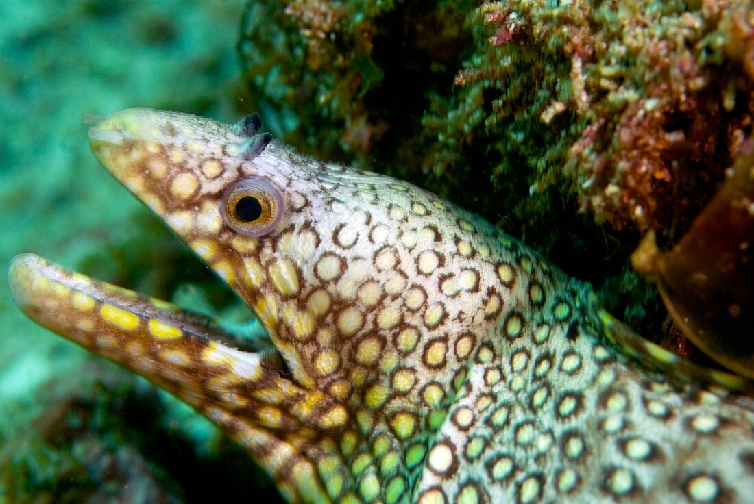 Snowflake moray eel