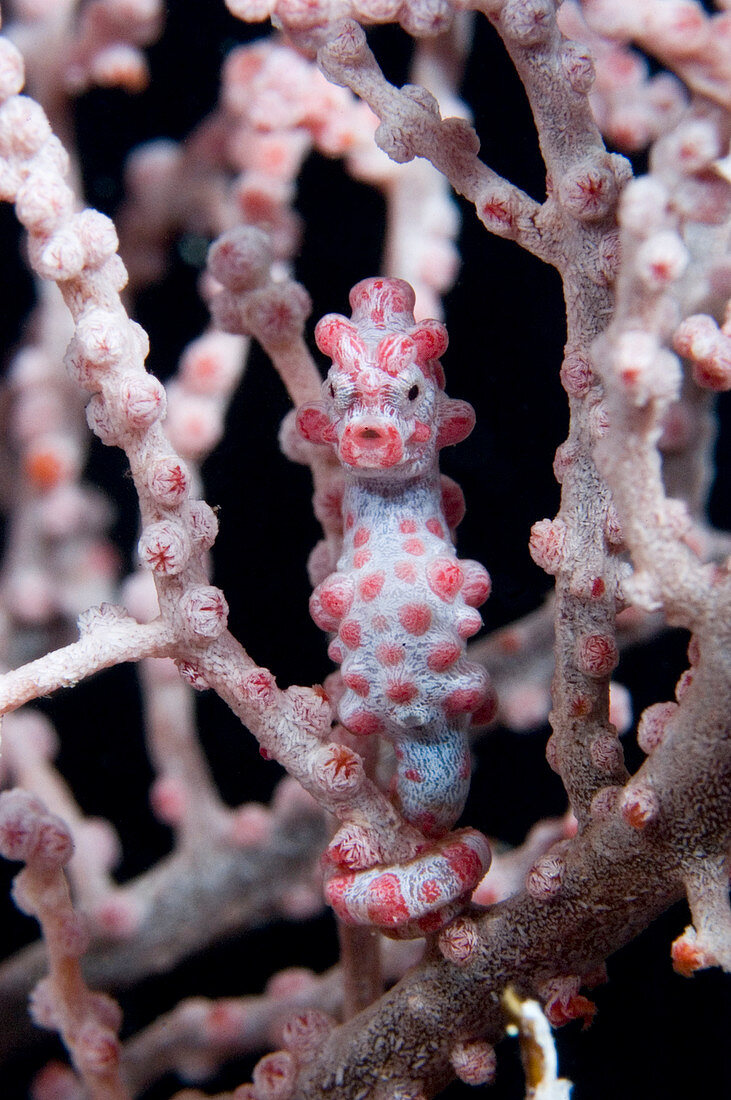Pygmy seahorse