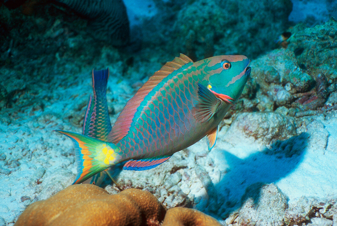 Stoplight parrotfish