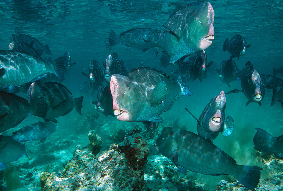 Bumphead parrotfish