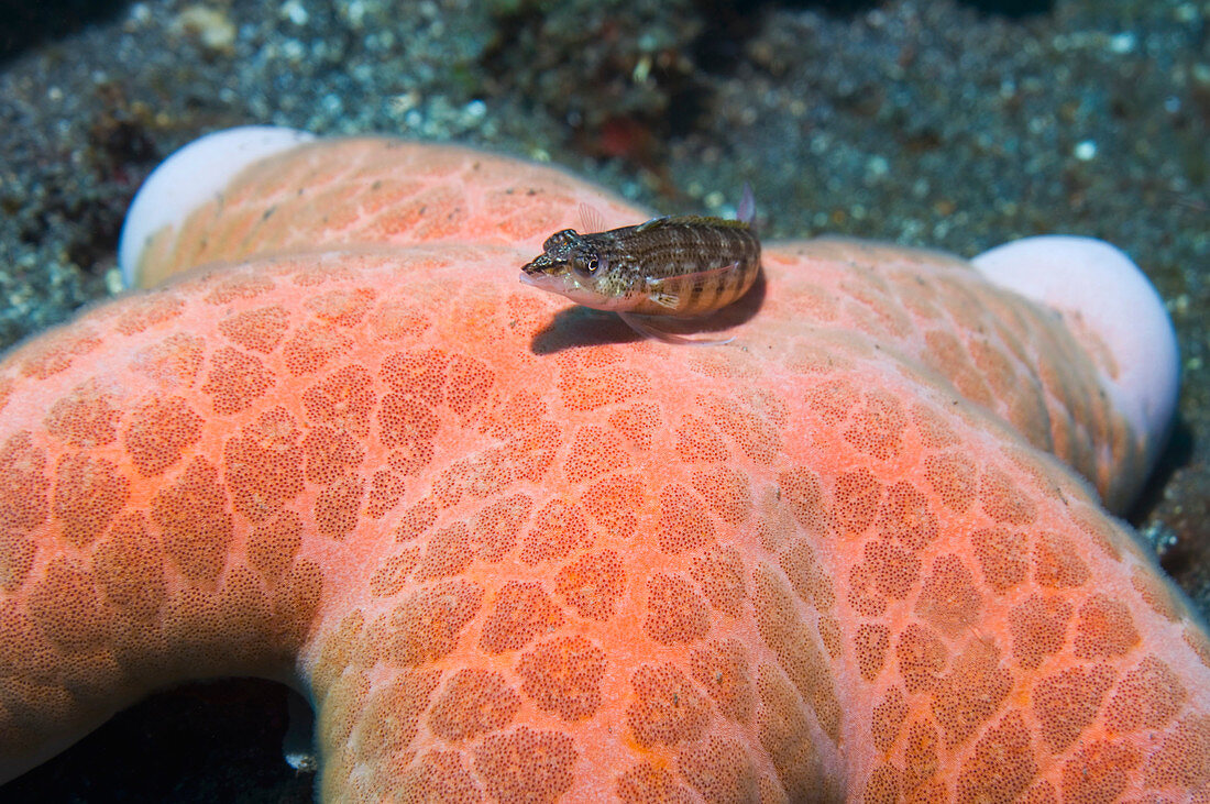 Sand perch on a granulated starfish