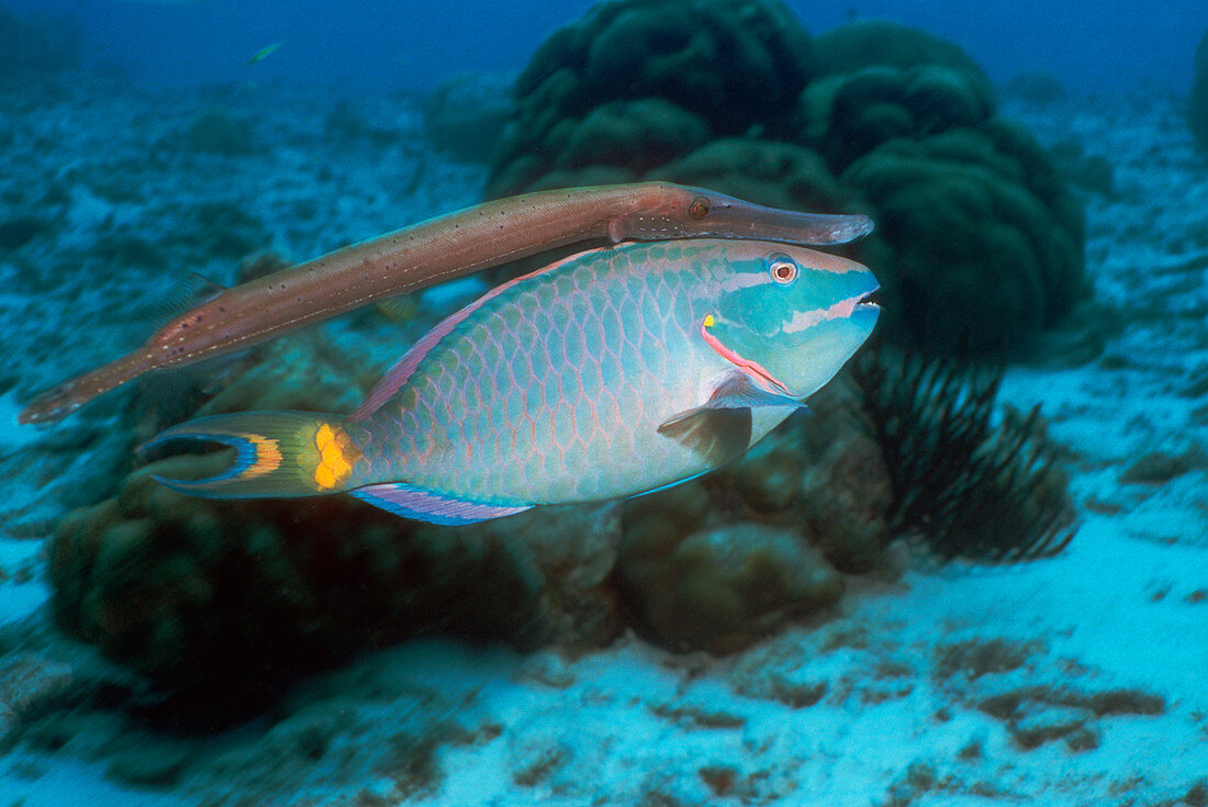 Trumpetfish with a Stoplight parrotfish