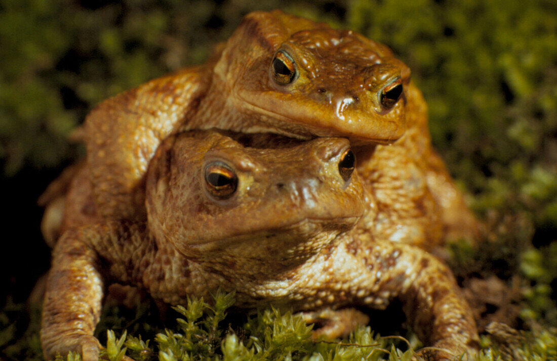 European toads mating
