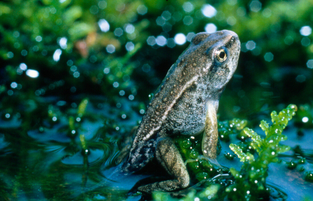 Young frog emerging from pond after metamorphosis