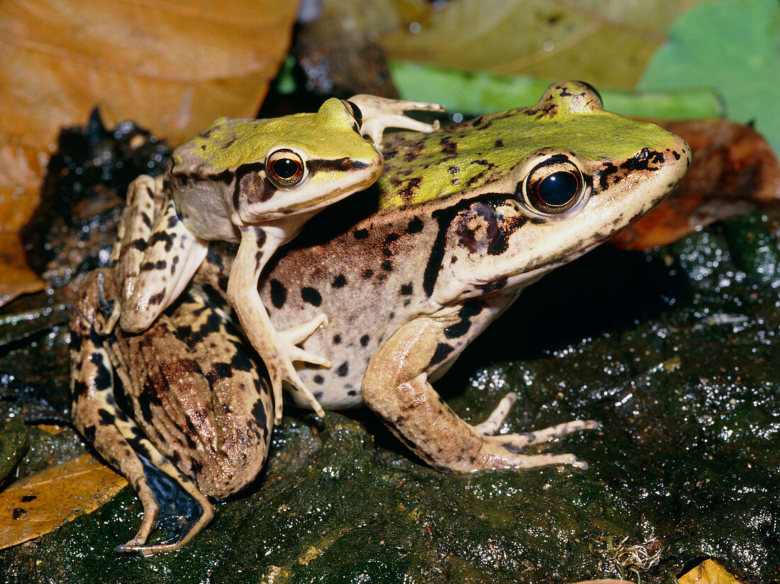 Mating Amazonian frogs,Rana palmipes