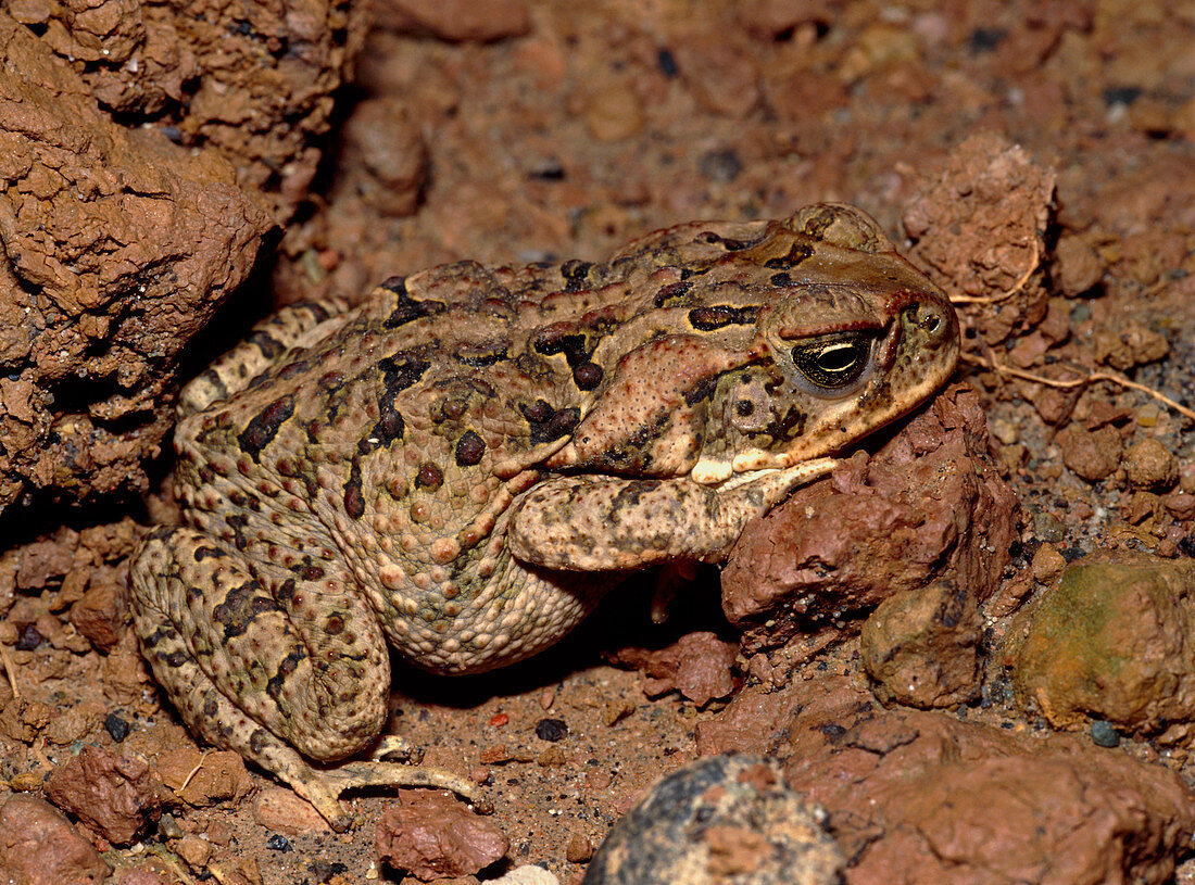 Cane toad,Bufo marinus