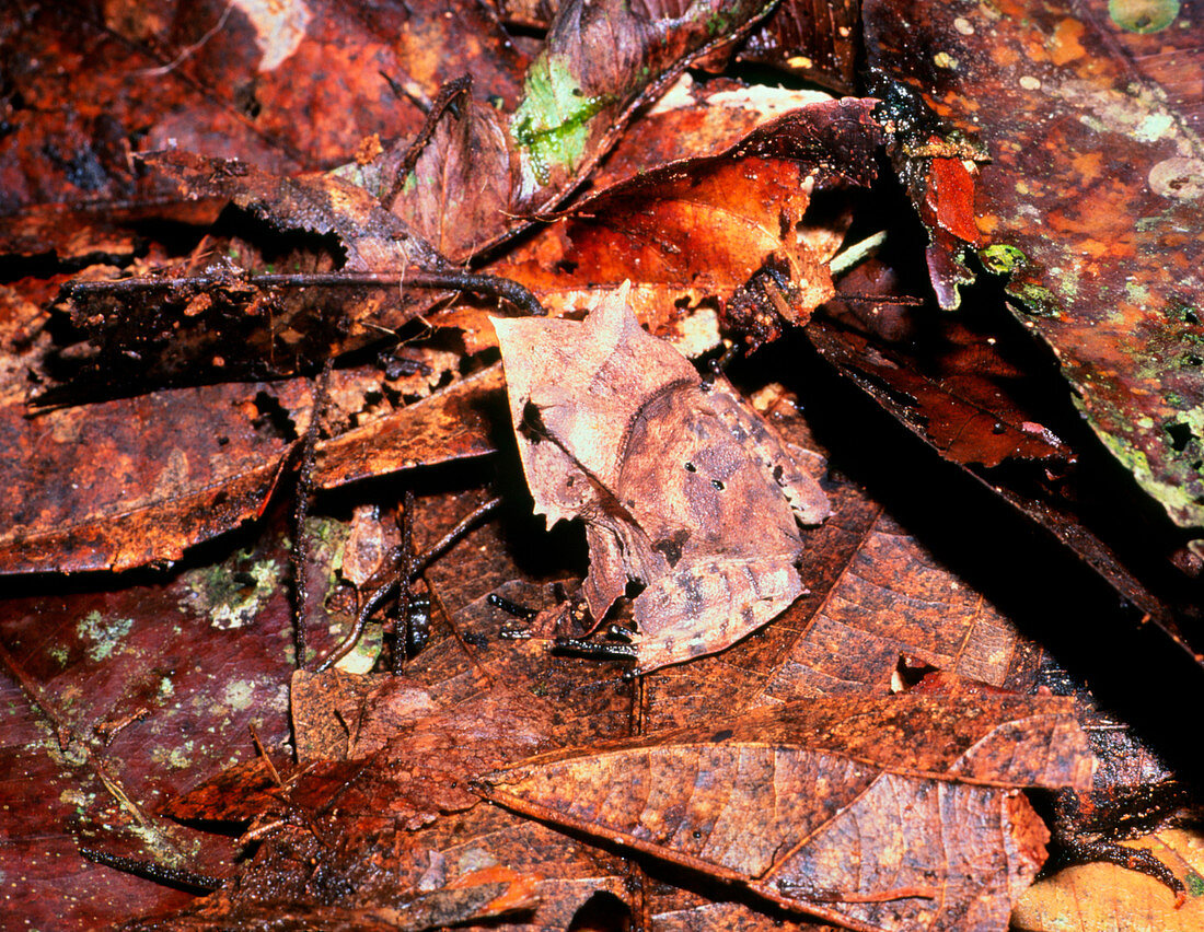 Leaf-camouflaged rainforest frog Agalychnis
