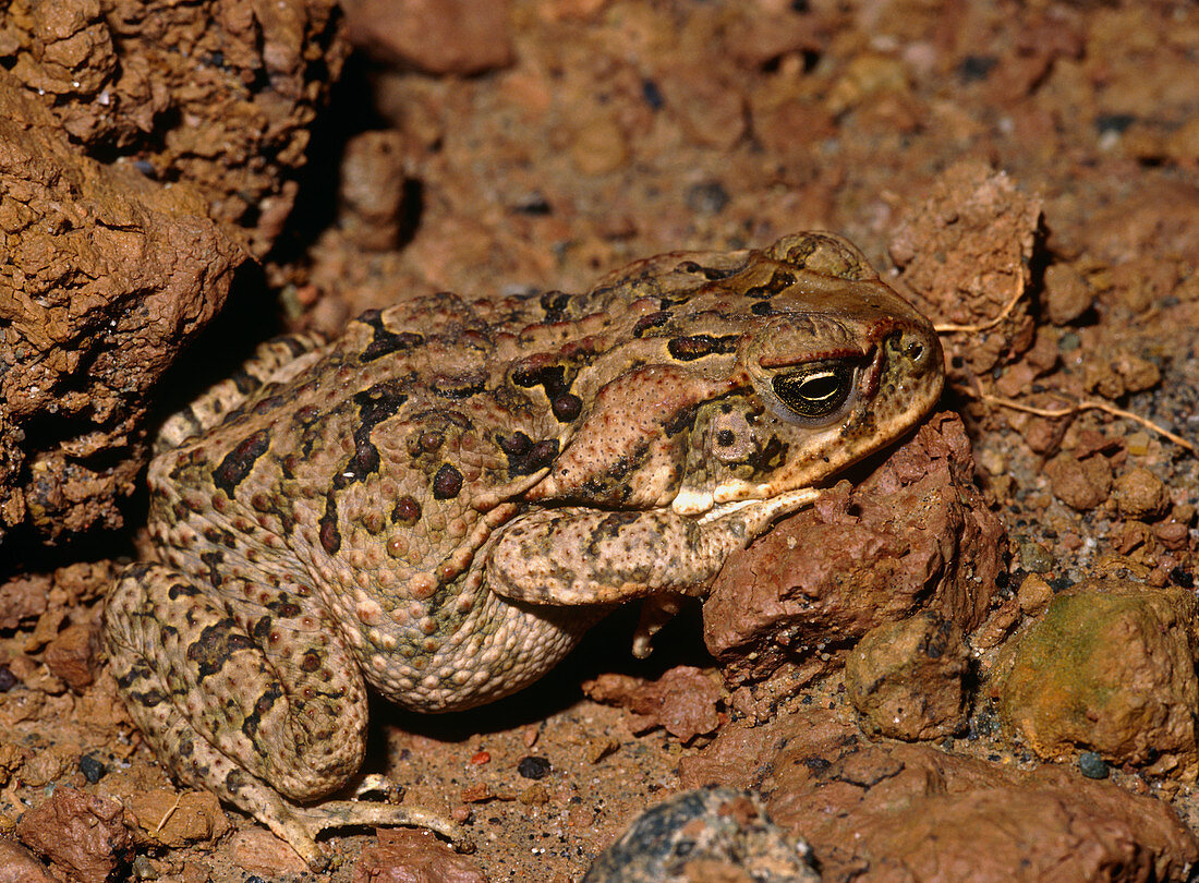 Cane toad,Bufo marinus