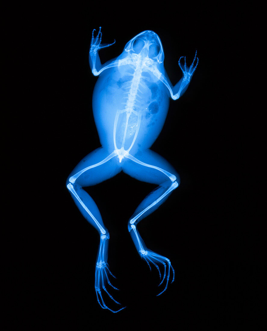 X-ray of a frog