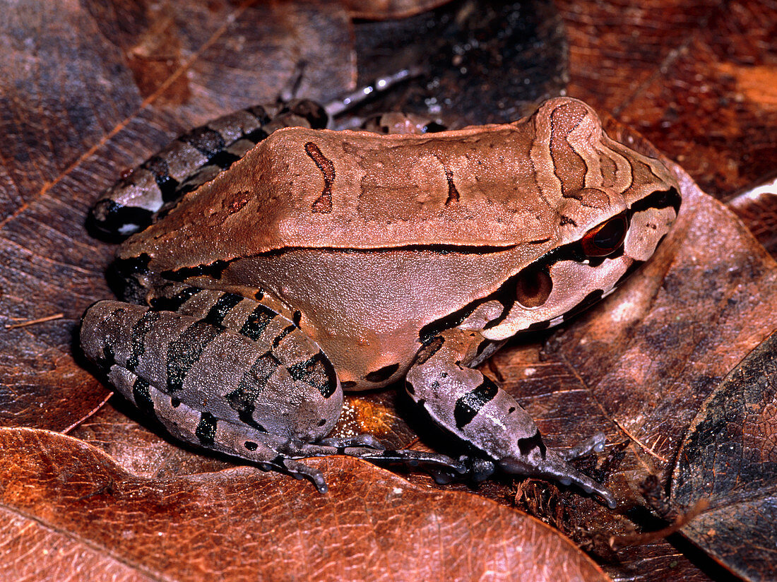 S. American bullfrog (Leptodactylus pentadactylus)