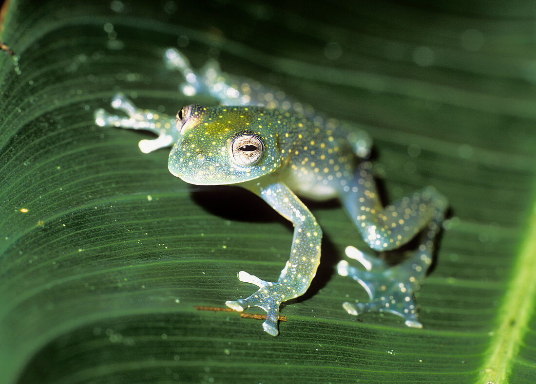 Glass frog