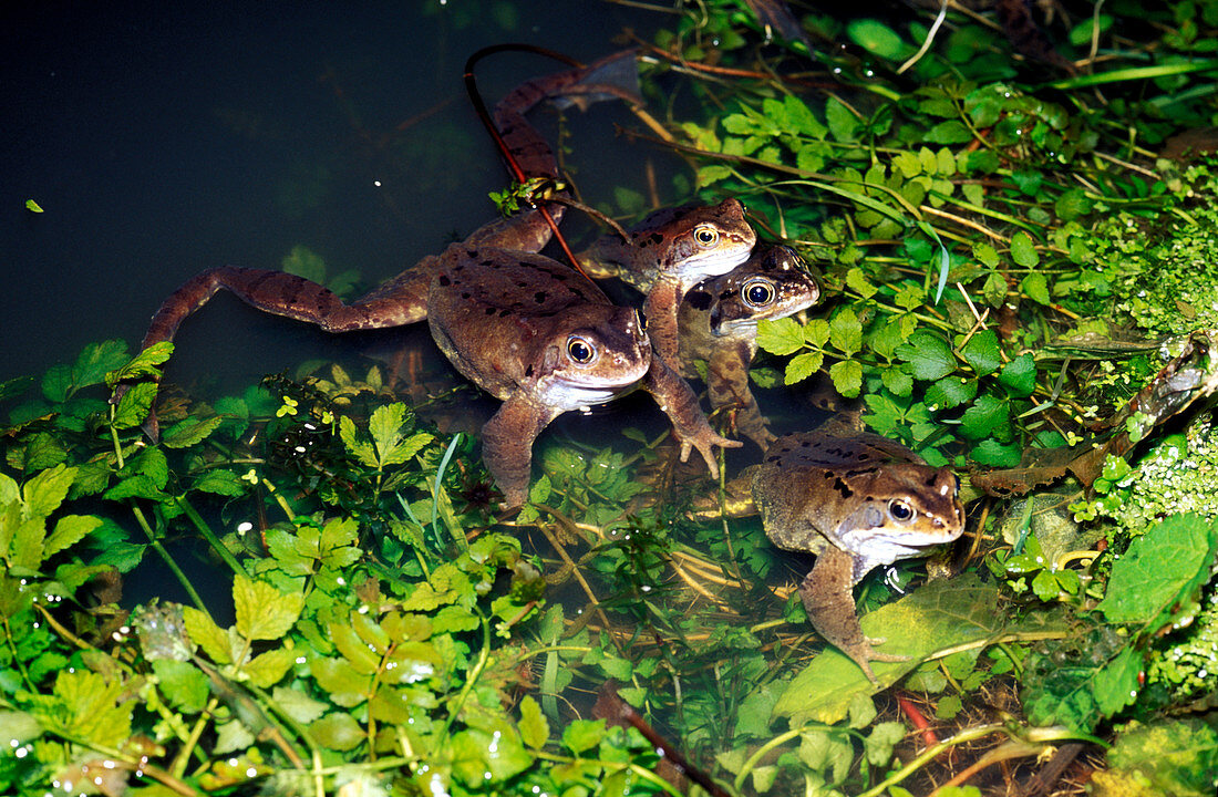 Male frogs during mating season