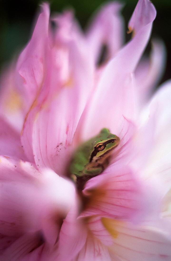 Pacific treefrog on a dahlia flower