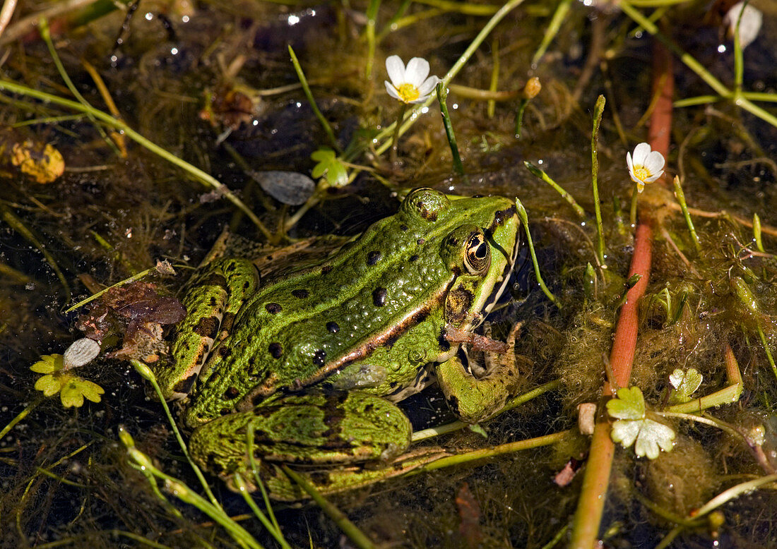 European edible frog