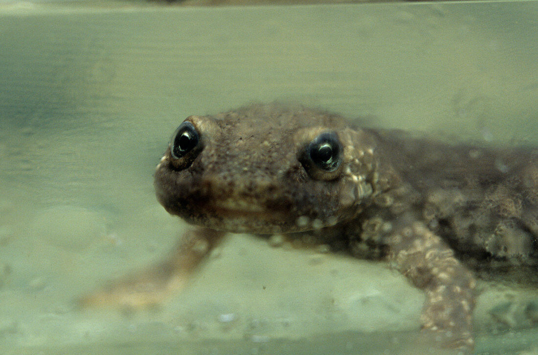 Pyrenean brook salamander