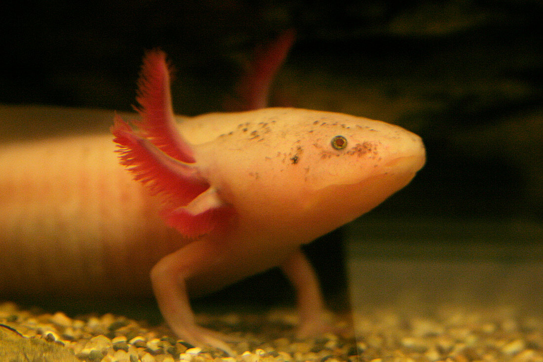 White Mexican axolotl